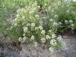 Image de Lepidium alyssoides A. Gray