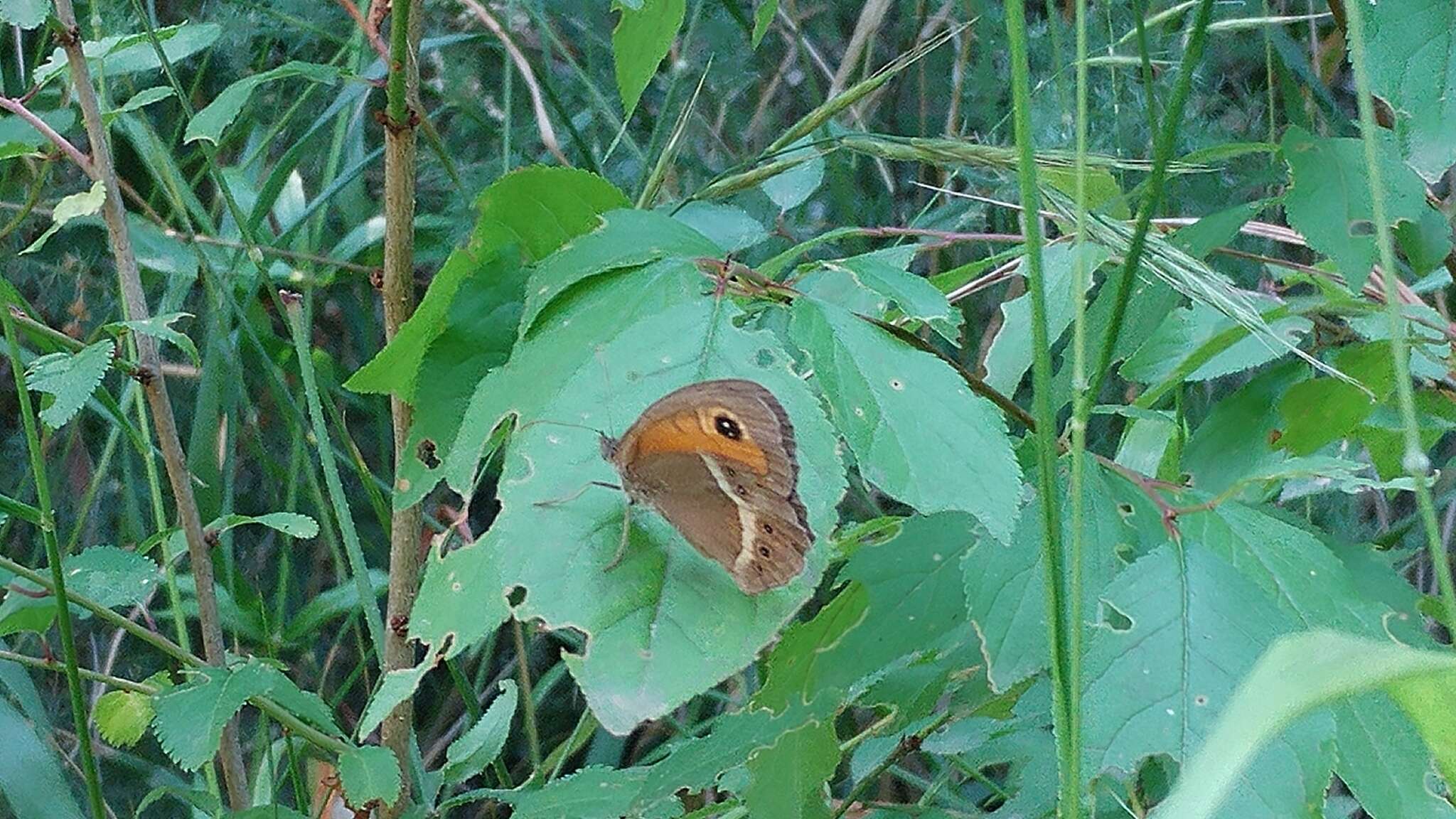 Image de Ocellé rubané