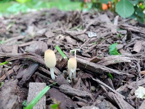 Image of Coprinellus velatopruinatus (Bender) Redhead, Vilgalys & Moncalvo 2001