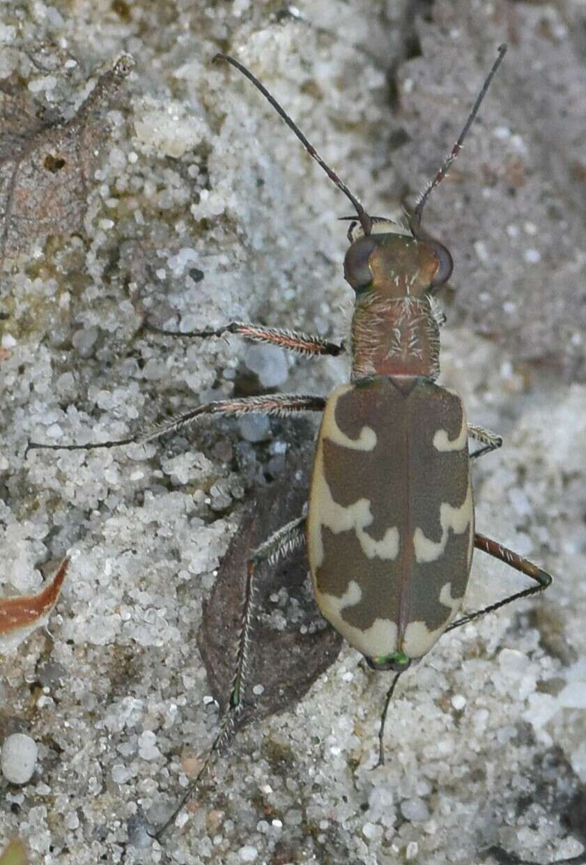 Sivun Cylindera (Eugrapha) arenaria (Fuesslin 1775) kuva