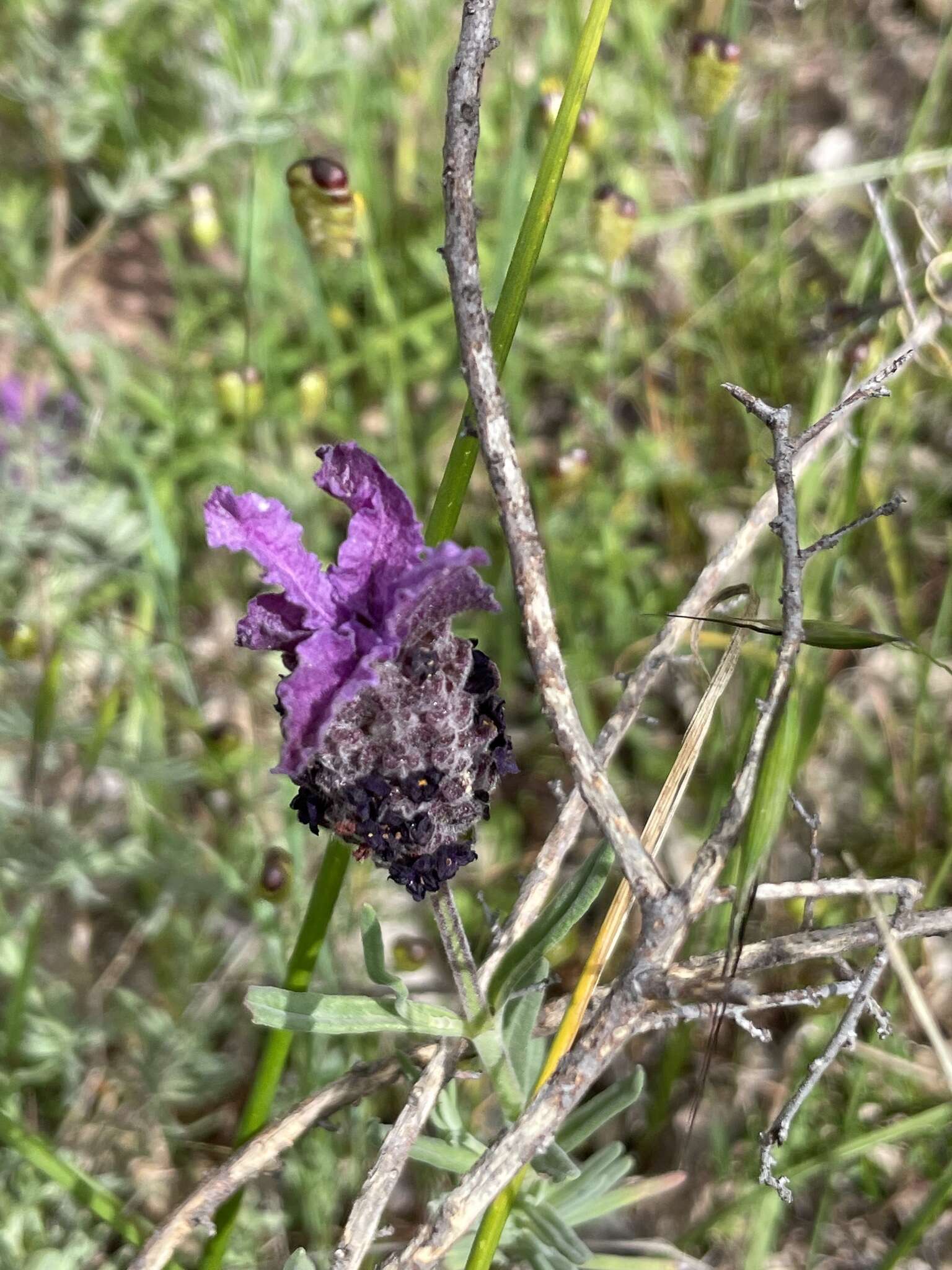 Imagem de Lavandula stoechas subsp. stoechas