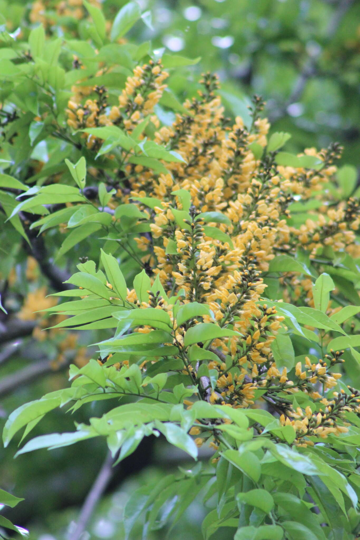 Plancia ëd Pterocarpus rohrii Vahl