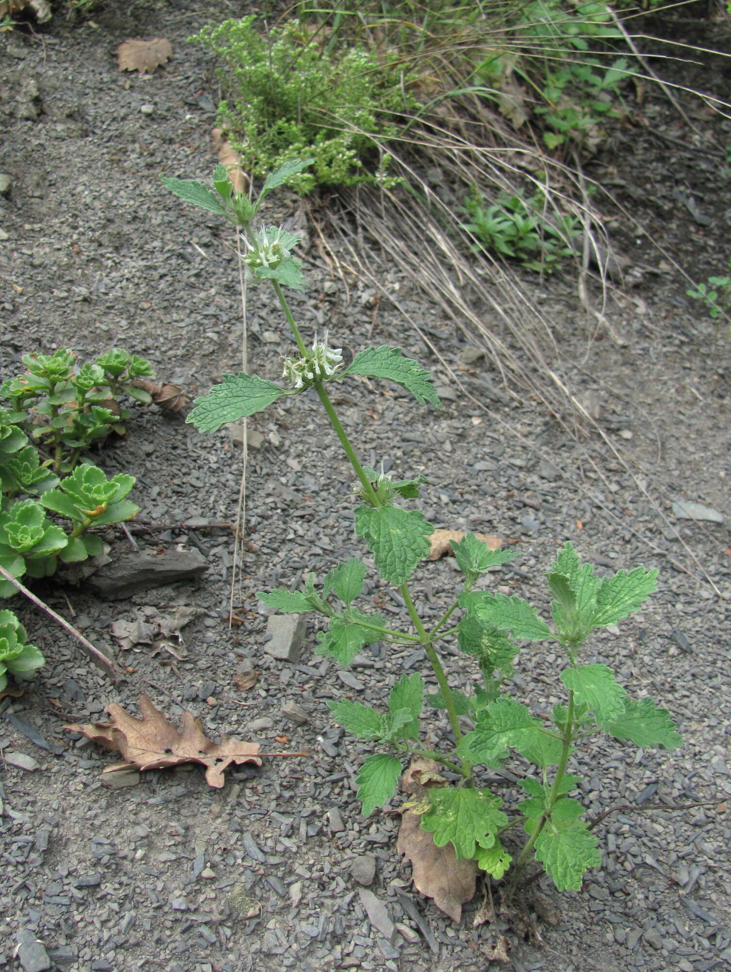 Plancia ëd Marrubium catariifolium Desr.