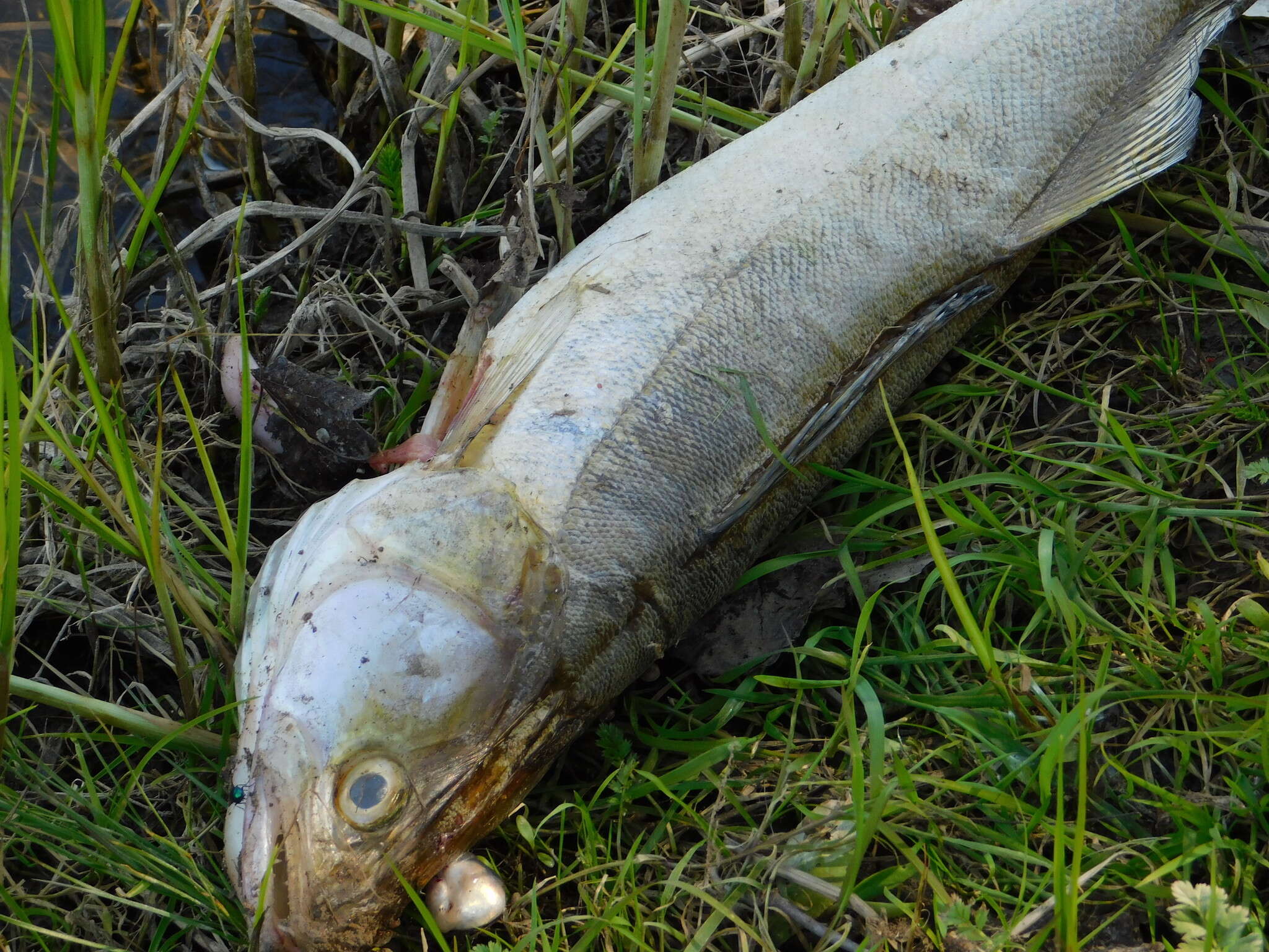 Image of Volga Pikeperch