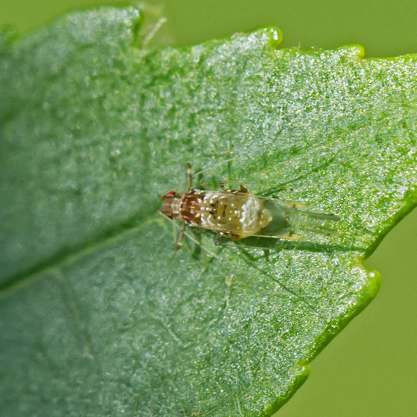 Image of Drepanaphis acerifoliae (Thomas & C. 1878)