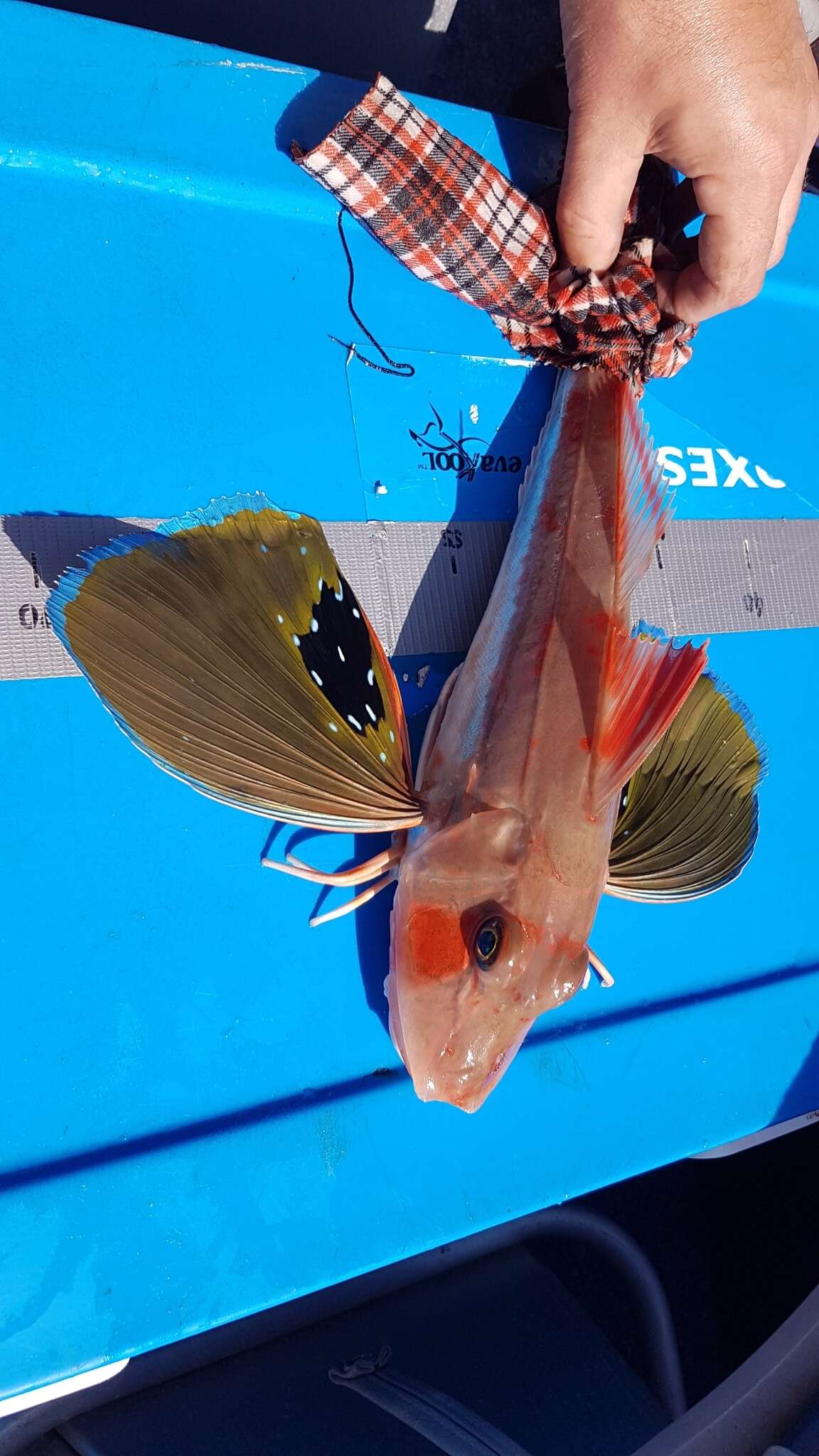 Image of Bluefin Gurnard