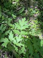 Image of Brown's waterleaf