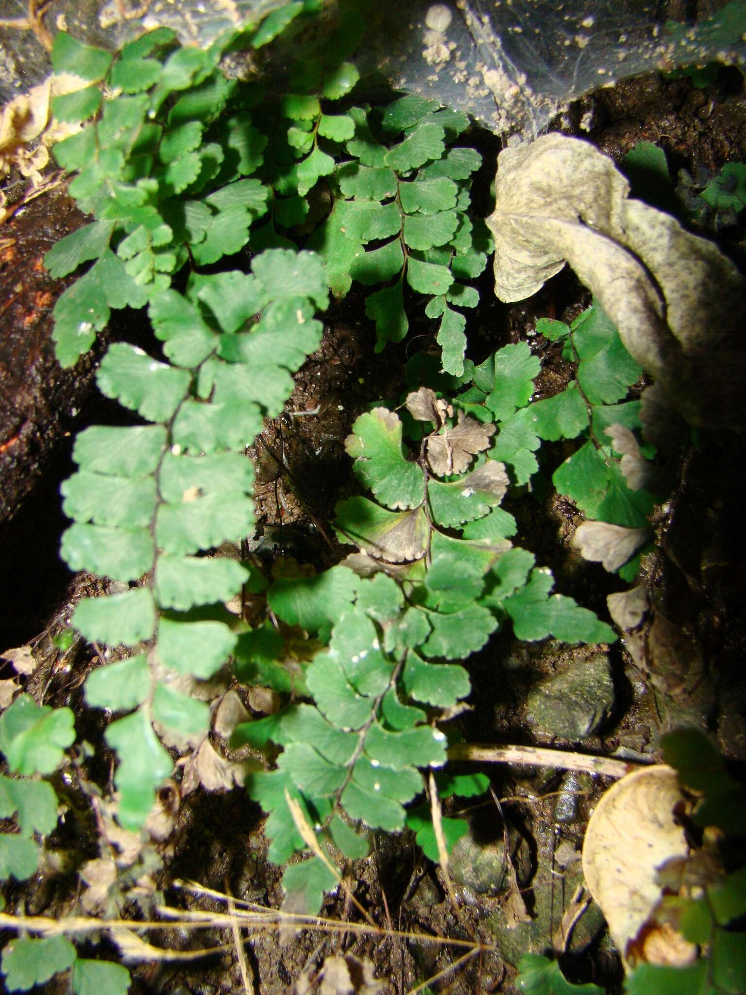 Image of Adiantum diaphanum Bl.