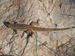 Image of Canyon Spotted Whiptail