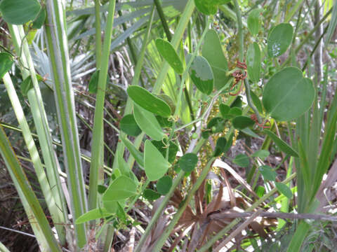 Image of Smilax havanensis Jacq.