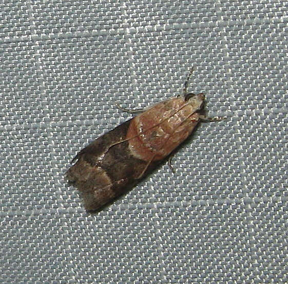 Image of Acrobasis palliolella Ragonot 1887