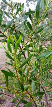 Acacia dodonaeifolia (Pers.) Balb. resmi