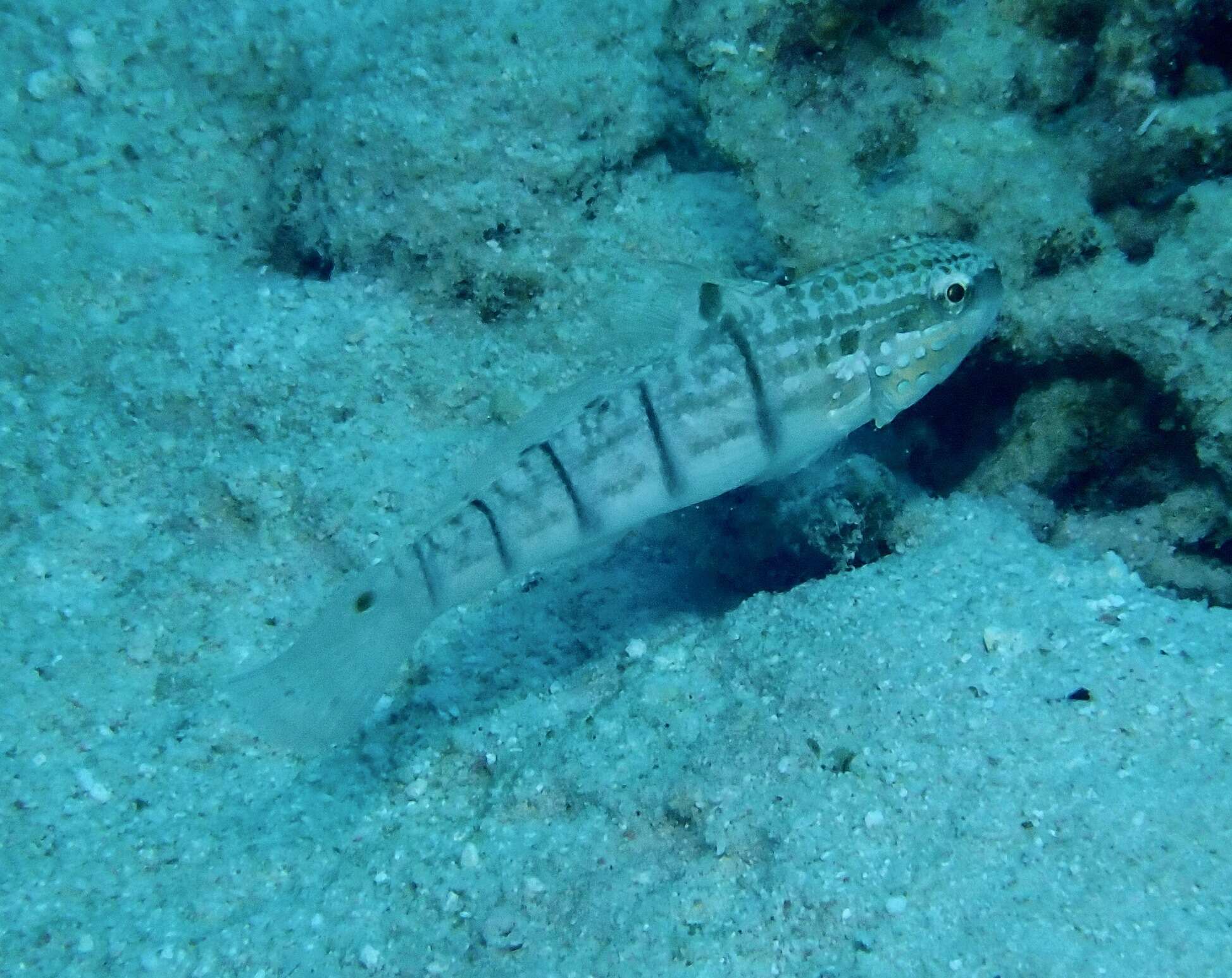 صورة Amblygobius phalaena (Valenciennes 1837)