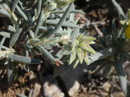 Image of Helianthemum syriacum (Jacq.) Dum.-Courset