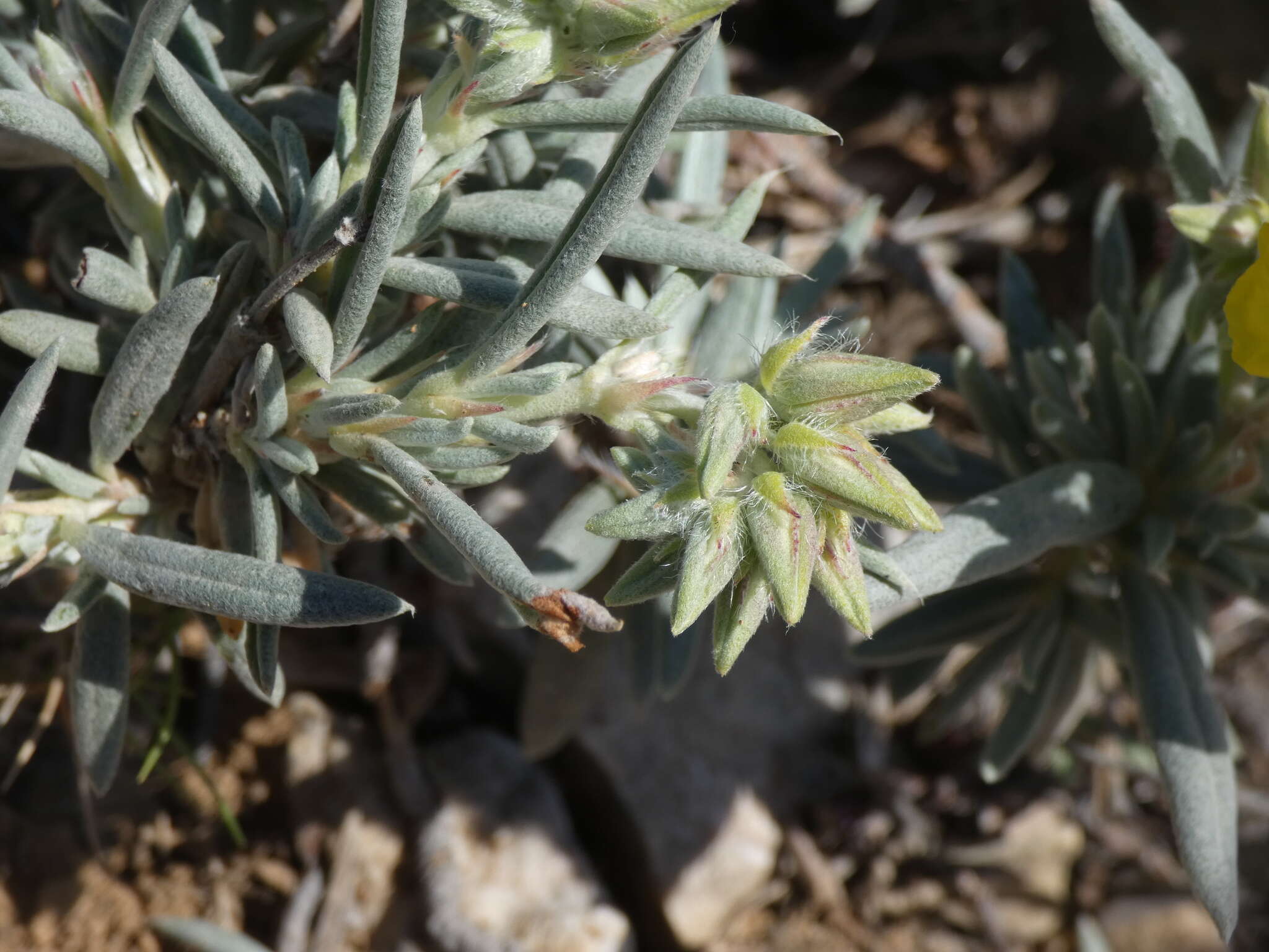 Helianthemum syriacum (Jacq.) Dum.-Courset resmi