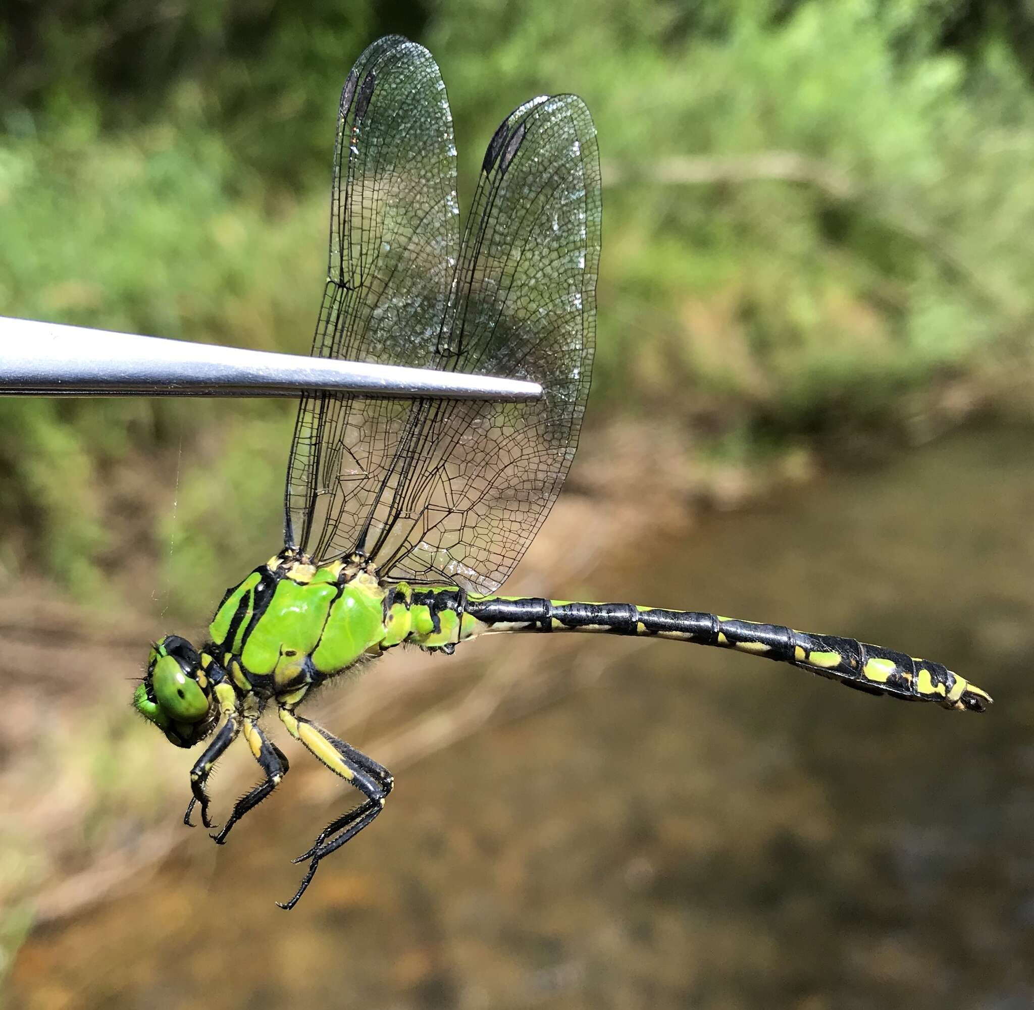 Imagem de Ophiogomphus obscurus Bartenev 1909