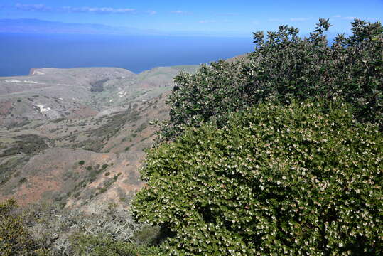 Image of whitehair manzanita