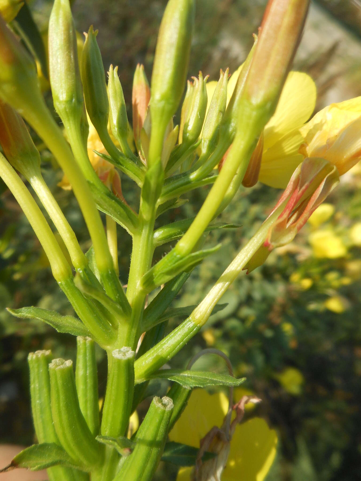 Image of common evening primrose