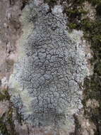 Image of pore lichen