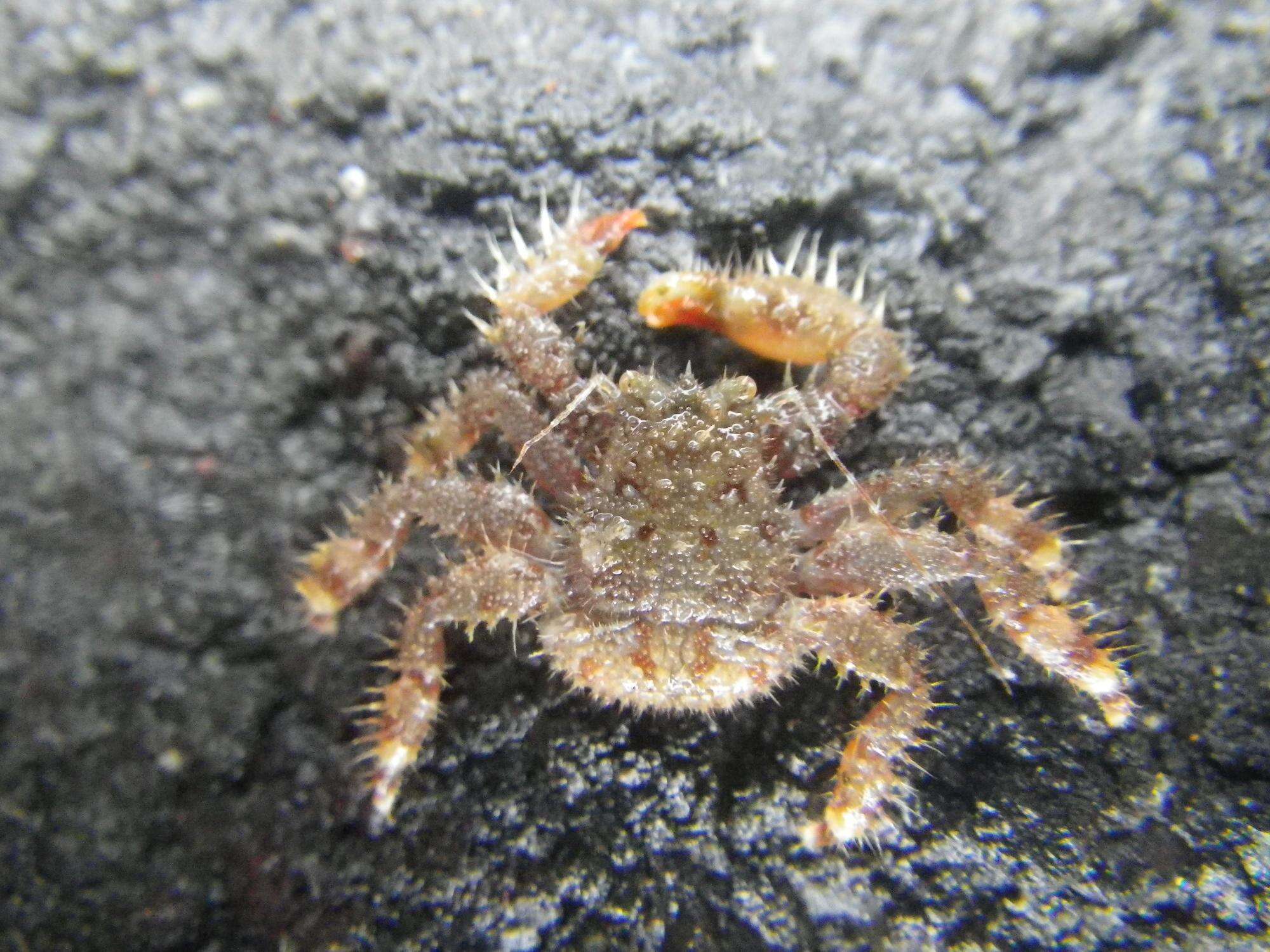 Image of Northern hairy crab