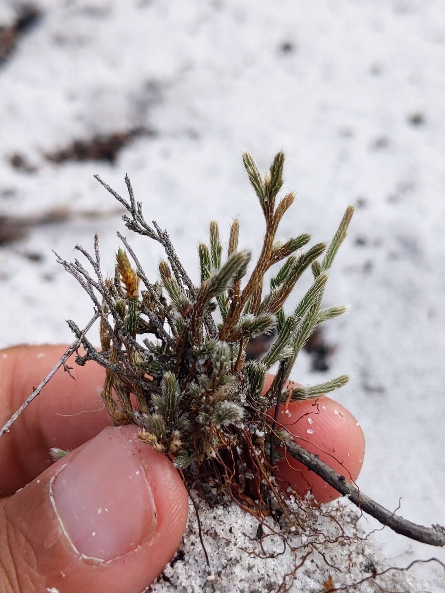 Image de Selaginella arenicola Underw.