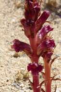 Orobanche sanguinea C. Presl的圖片