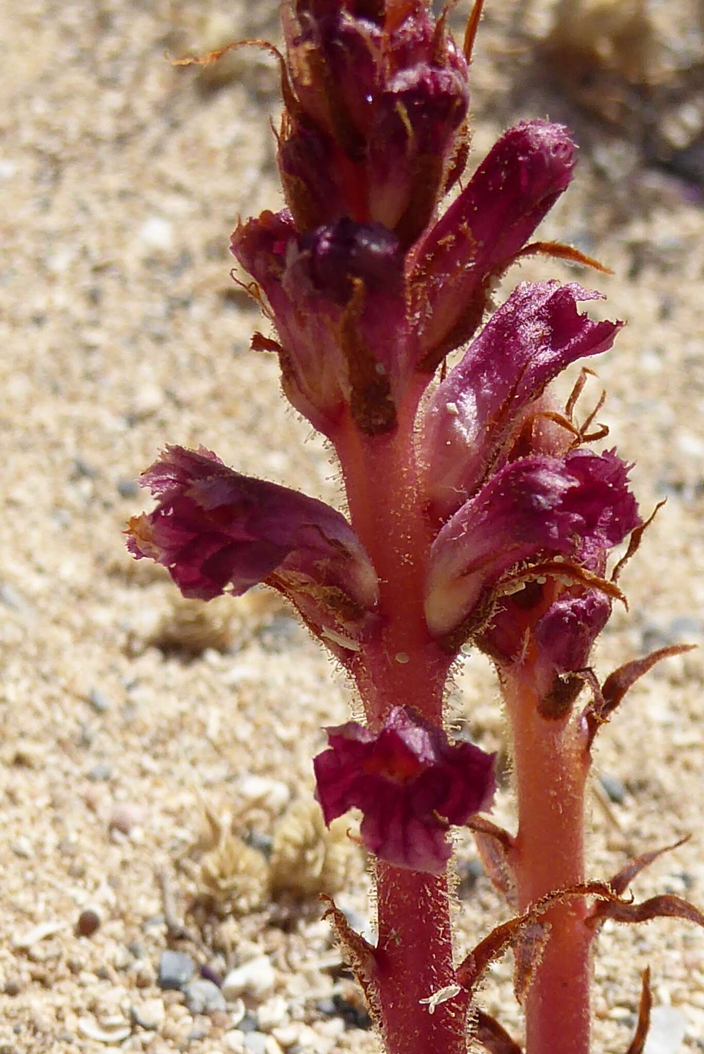 Orobanche sanguinea C. Presl的圖片