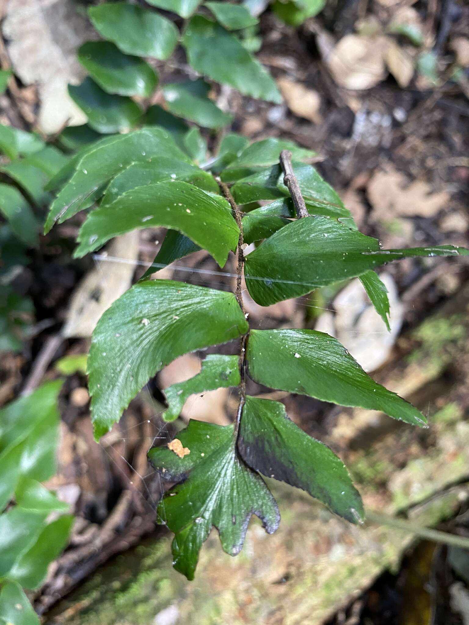 Imagem de Adiantum argutum Splitb.