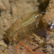 Image of Eulimnadia diversa Mattox 1937