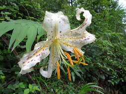 Image of Asiatic Lily