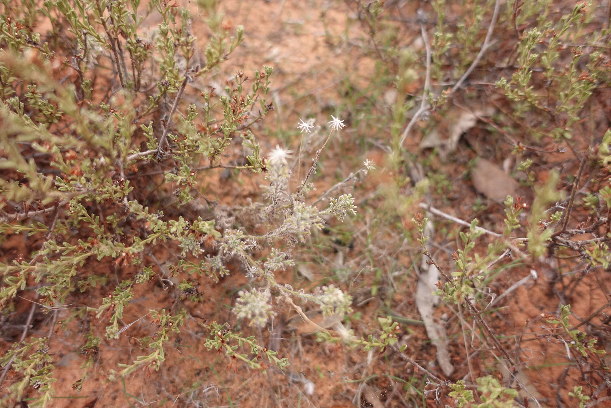 Image of Vittadinia dissecta (Benth.) N. Burb.