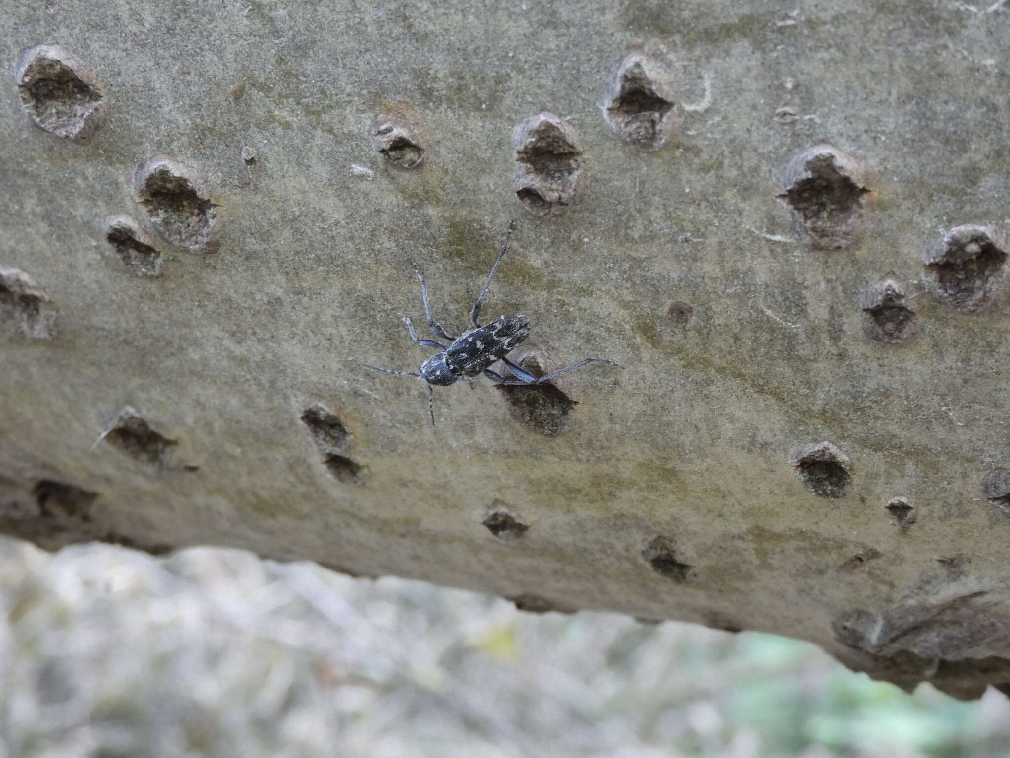 Sivun Xylotrechus (Rusticoclytus) rusticus (Linné 1758) kuva