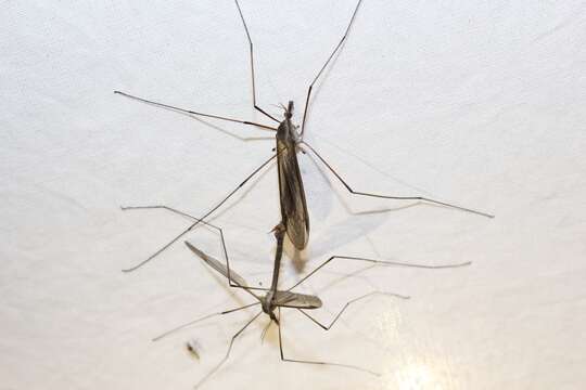 Image of Marsh crane fly