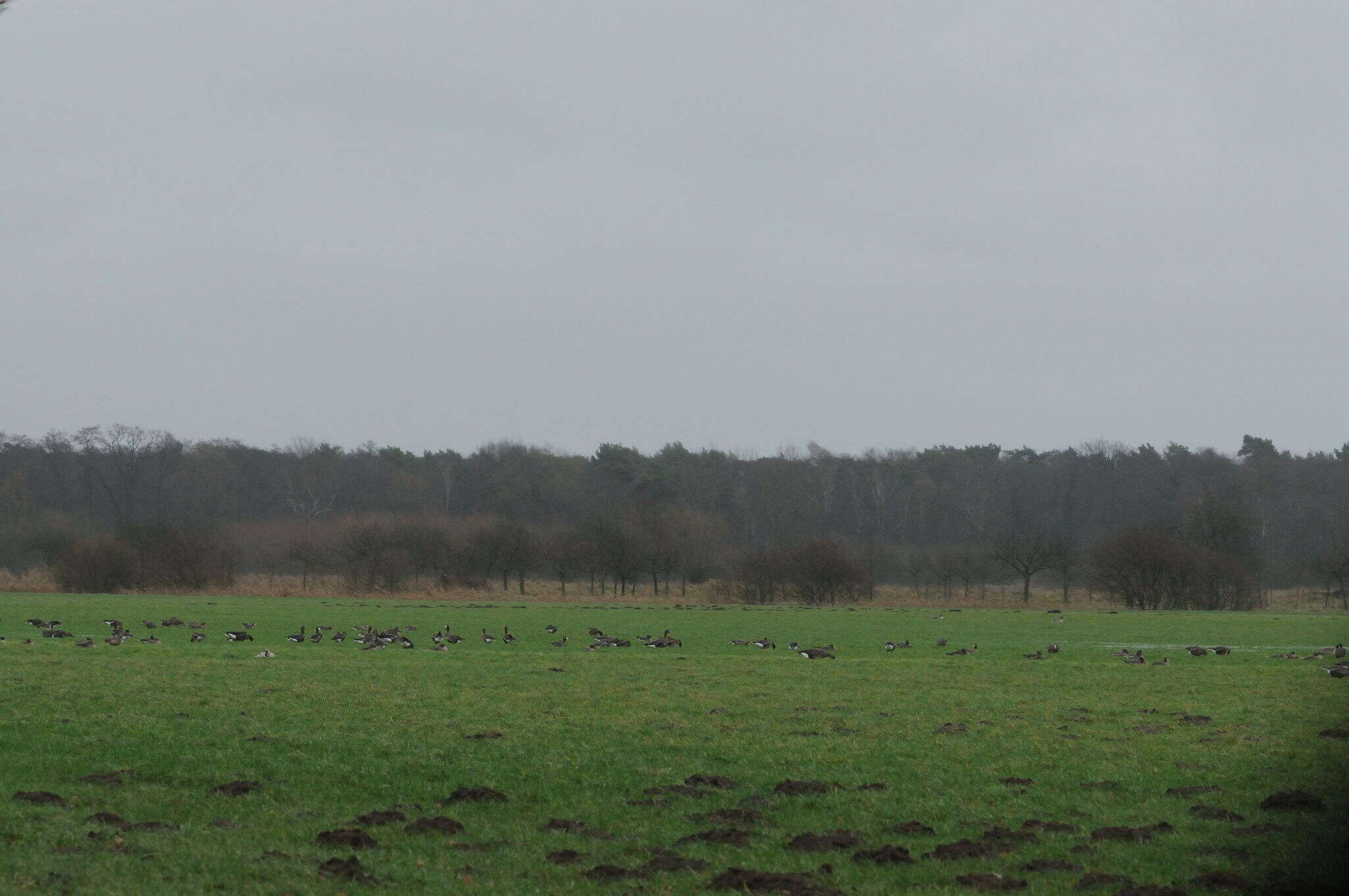 Image of Eurasian White-fronted Goose