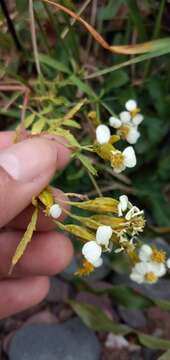 صورة Tagetes laxa Cabrera