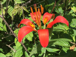 Lilium philadelphicum L. resmi