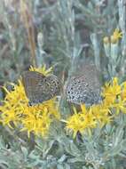 Image of Behrs Hairstreak