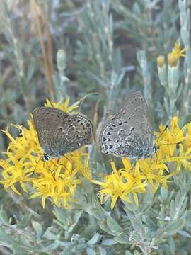 Image of Behrs Hairstreak