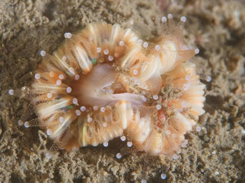 Image of Caryophyllia subgen. Caryophyllia Lamarck 1801