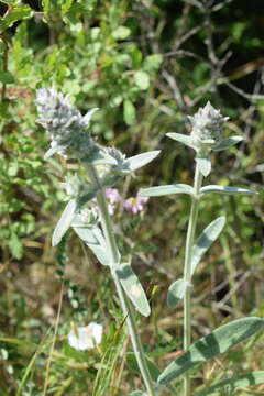 Stachys cretica L. resmi