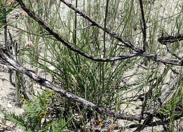 Image of Cephalaria humilis (Thunb.) Roem. & Schult.