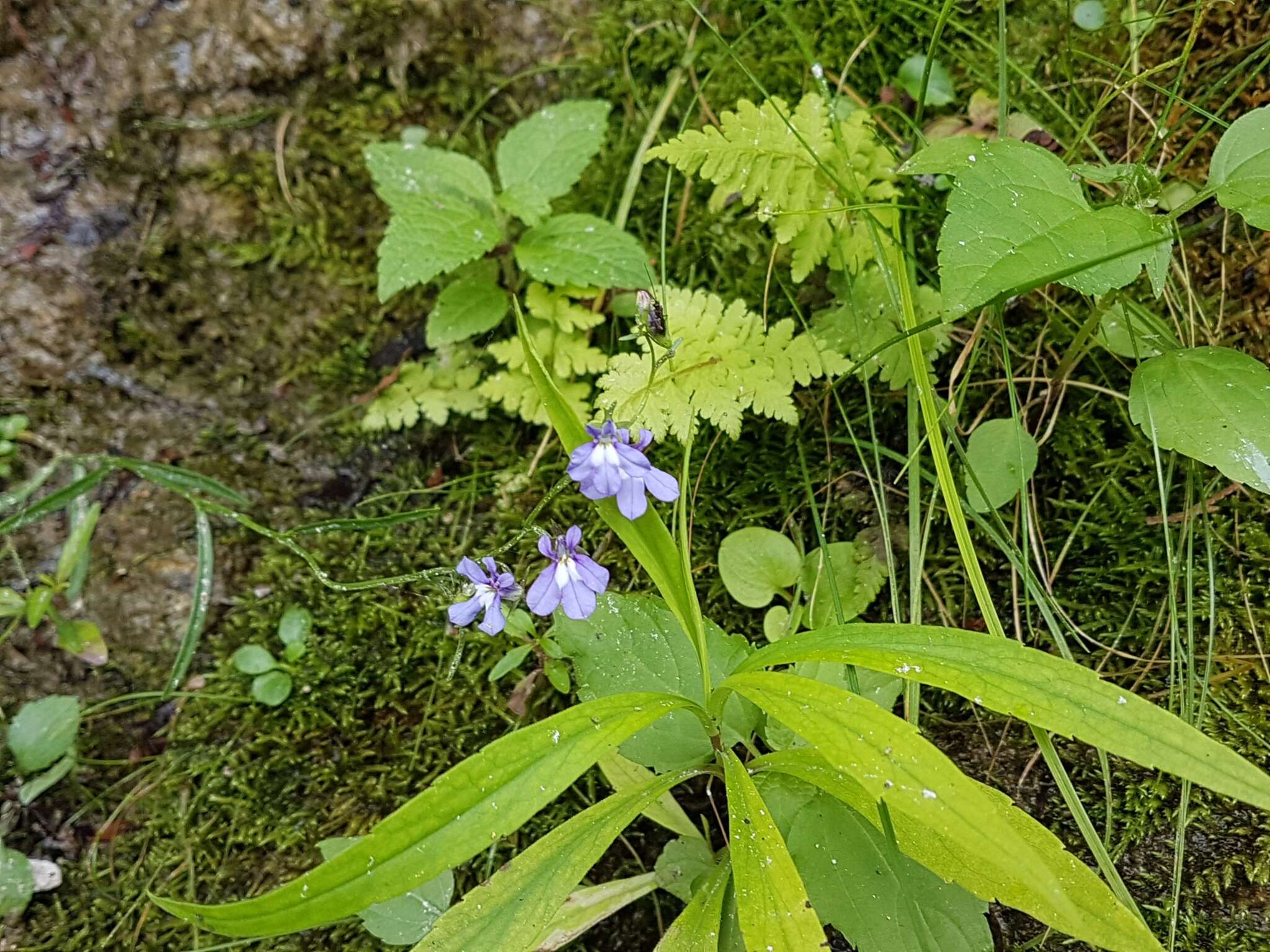 Image of Kalm's Lobelia