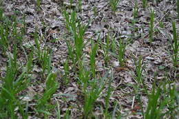 Слика од Scirpus sylvaticus L.