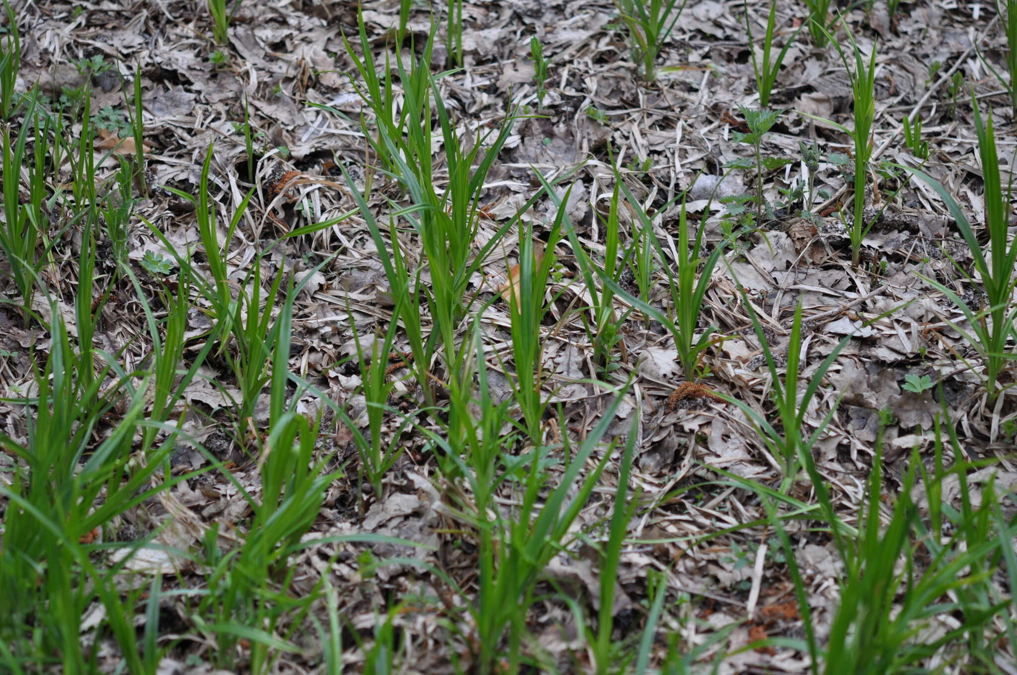 Слика од Scirpus sylvaticus L.