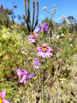 Image of Schizanthus carlomunozii var. dilutimaculatus V. Morales & Muñoz-Schick