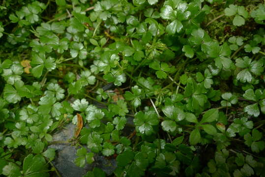 Azorella hydrocotyloides (Hook. fil.) T. Kirk resmi