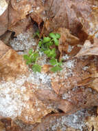 صورة Nemophila aphylla (L.) Brummitt