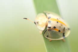 Image of Asian Spotted Tortoise Beetle