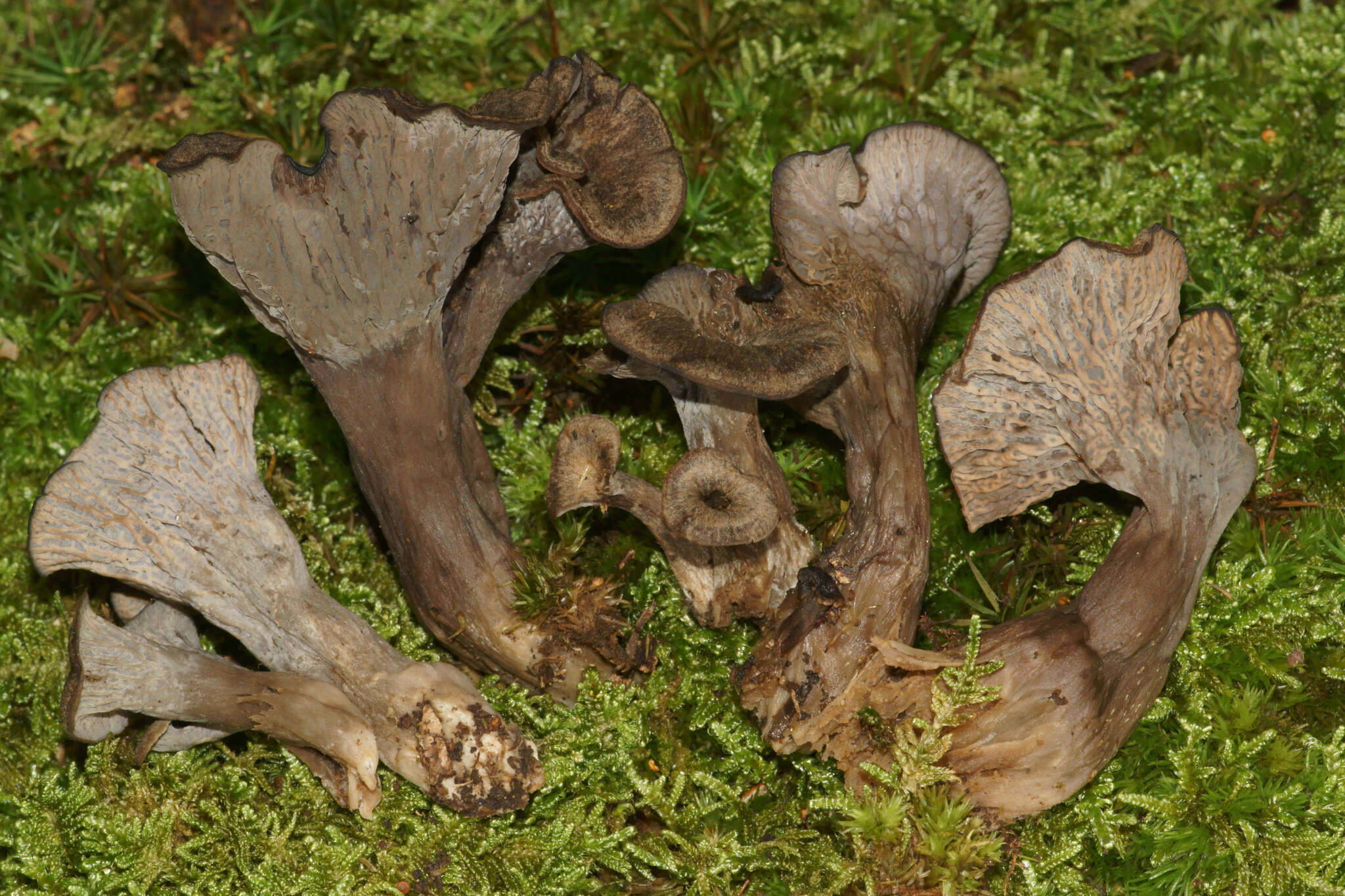 Image of Craterellus foetidus A. H. Sm. 1968