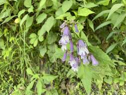 Image of Small's beardtongue